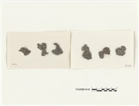 藏品(錢蘚屬)的圖片